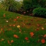 cuidados del césped en otoño
